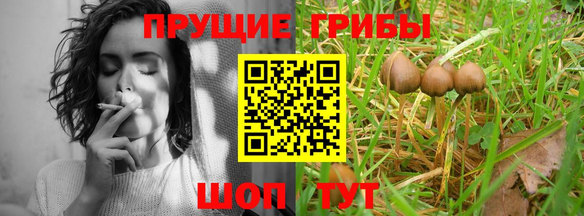Кувандык  Псилоцибиновые грибы Psilocybine cubensis  Вход с VPN 